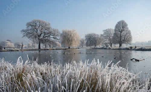 Foto Beautiful wintery scene of hoar frost on trees and grasses in Bushy Park