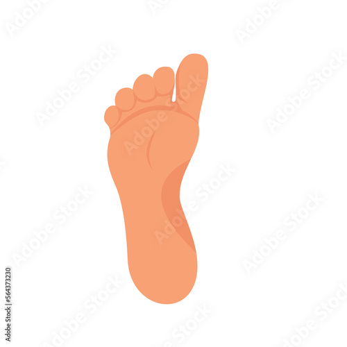 Left foot soles illustration for footwear, shoe concepts, medical, health, massage, spa, acupuncture centers etc. Realistic cartoon style, colored with skin tones. Vector isolated on white.