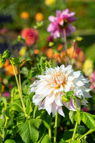 Dahlia