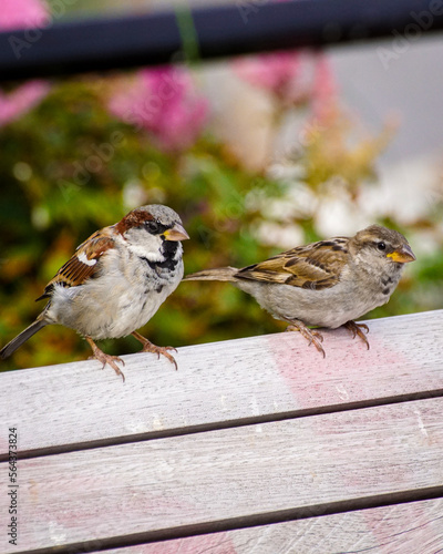 sparrow on a fence