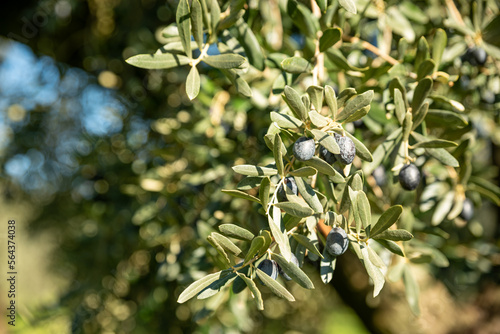 Olive oil trees full of olives.olive harvest , traditional olive farming concept
