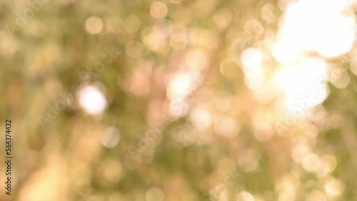 Wallpaper Mural Beautiful bokeh background. Blurred branches swaying in slow motion in bright daylight. Moving gold, shiny lights, defocused light reflections. Motion graphics. Torontodigital.ca