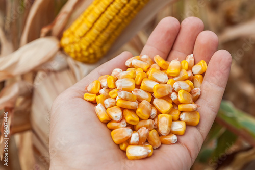 Golden maize grain in hand over field. Ukrainian agriculture landscape.
