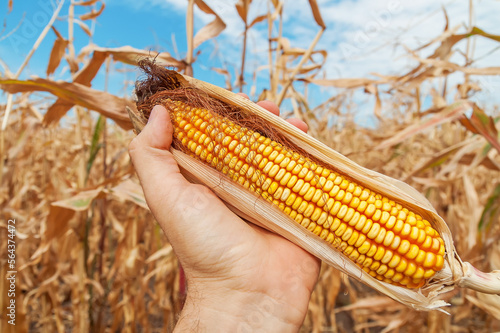 Golden dry corn in hand over field. Ukrainian agriculture landscape.
