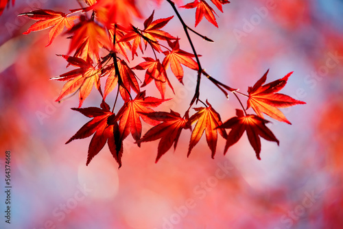 Red leaves of a young maple in early spring against the sky. Selective soft focus on individual leaves.