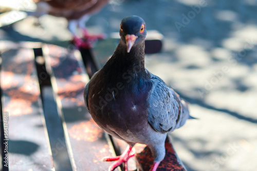 view of brown doves enjoying walking on the sand of Banyuwangi's Cacalan beach photo