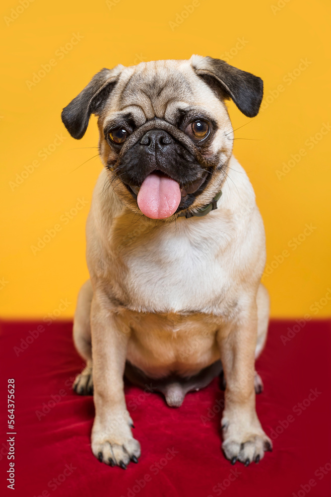 Cute dog with pink tongue on yellow background