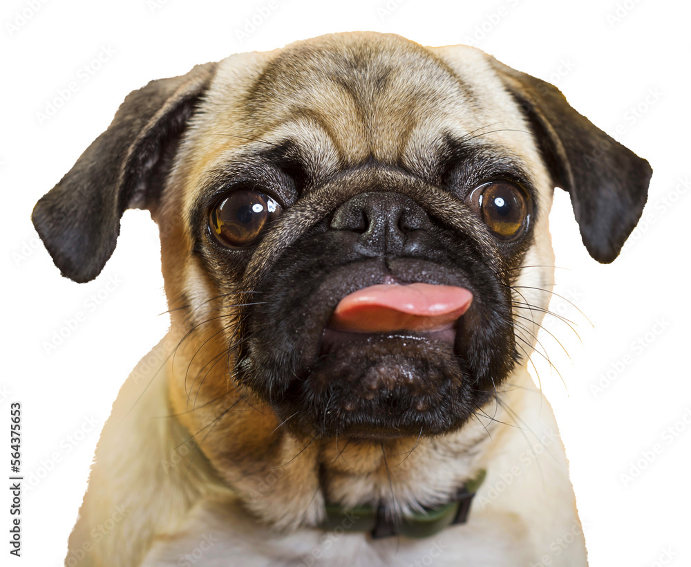 PNG. dog pug. little dog. dog's head. dog muzzle with pink tongue