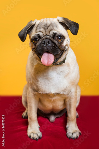 Fototapeta Naklejka Na Ścianę i Meble -  Cute dog with pink tongue on yellow background