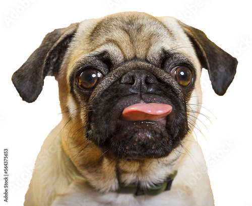 Obraz na płótnie PNG. dog pug. little dog. dog's head. dog muzzle with pink tongue w salonie