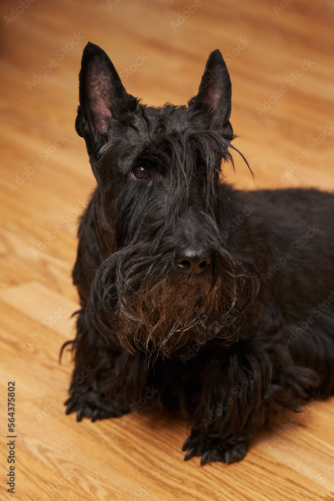 Closeup portrait of a black scottish terrier on on wooden background Closeup portrait of a black scottish terrier on on wooden background