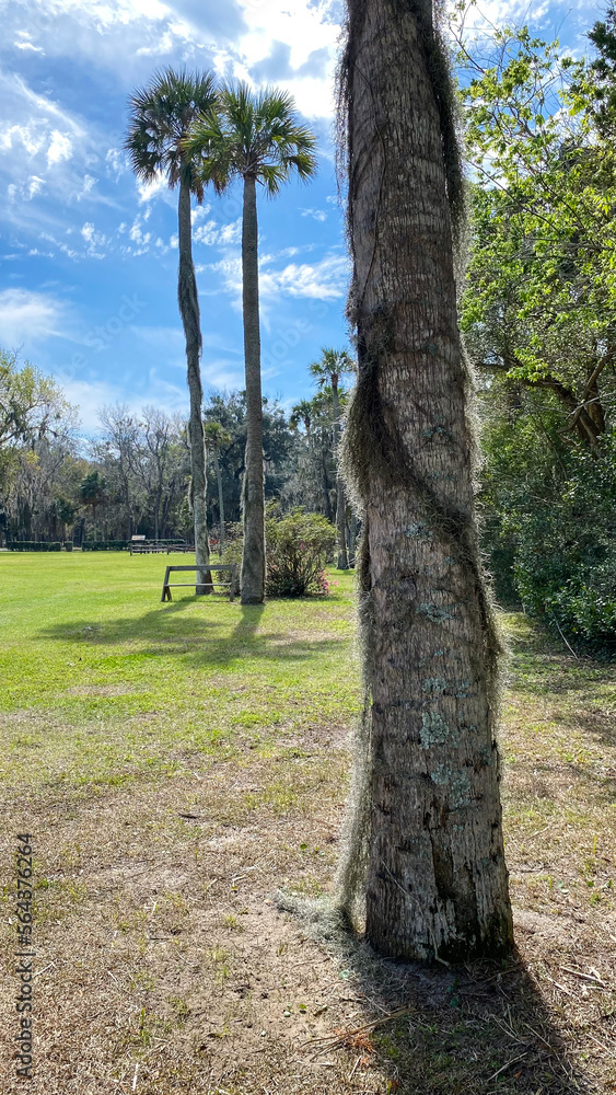 Fototapeta premium Florida trees
