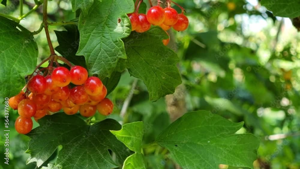 Unripe red viburnum berries on a bush among the leaves on a sunny day. Close-up. Gardening. Unripe red viburnum berries on a bush among the leaves on a sunny day. Close-up. Gardening.