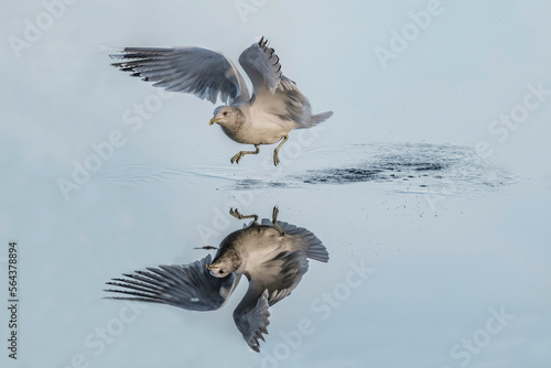 Common gull, larus canus, with reflection flying from frozen sea in the uk in winter
