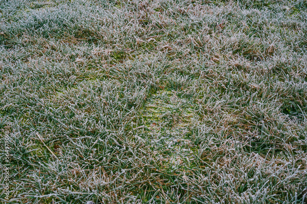 Frost on the ground freezing blades of grass Frost on the ground freezing blades of grass