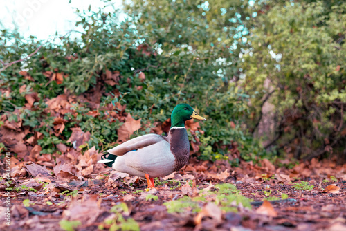 drake brant duck in a park green winter