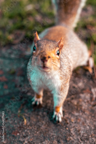squirrel in a park eating food