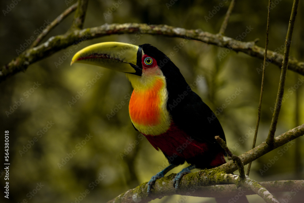 Fototapeta premium The green-billed toucan or red-breasted toucan (Ramphastos dicolorus)