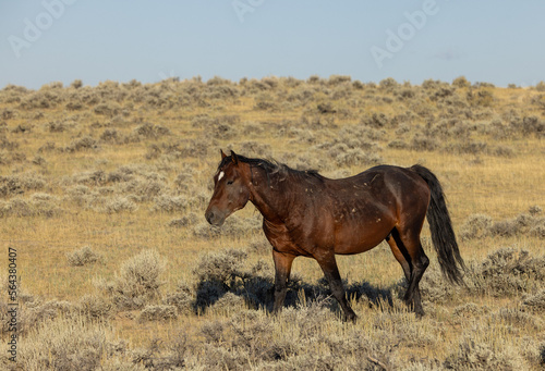 Wild Horse in the Wyoming Desert in Autumn © natureguy