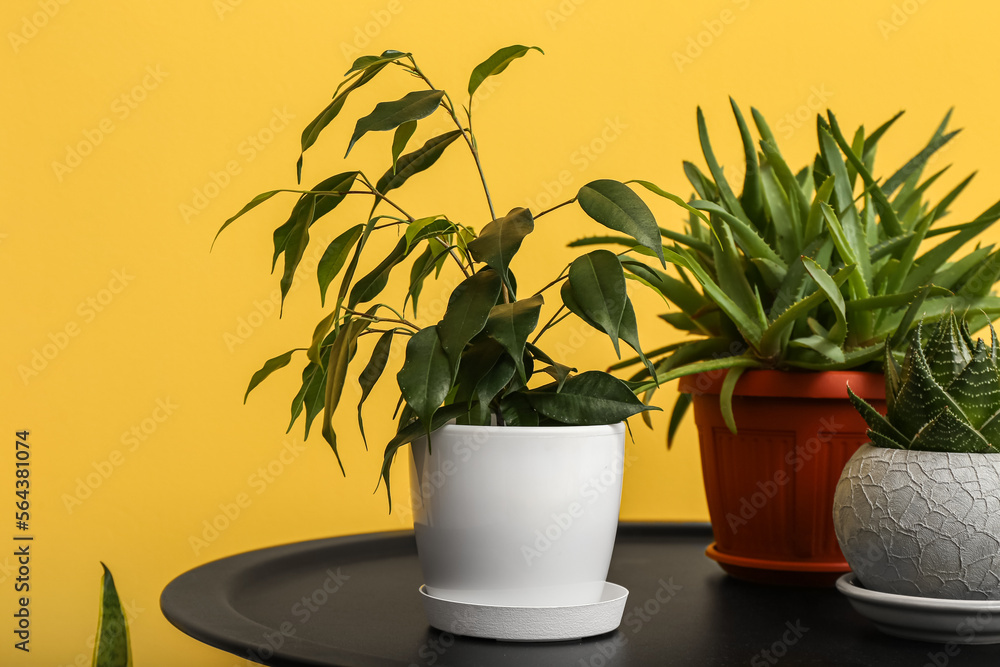 Potted houseplants on table near yellow wall