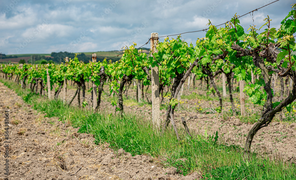 Spring Vineyard with early blossoming leaves in the daytime.