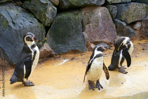 group of penguins at the water