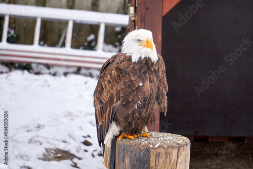 close up of a sea eagle on a wooden stake in winter