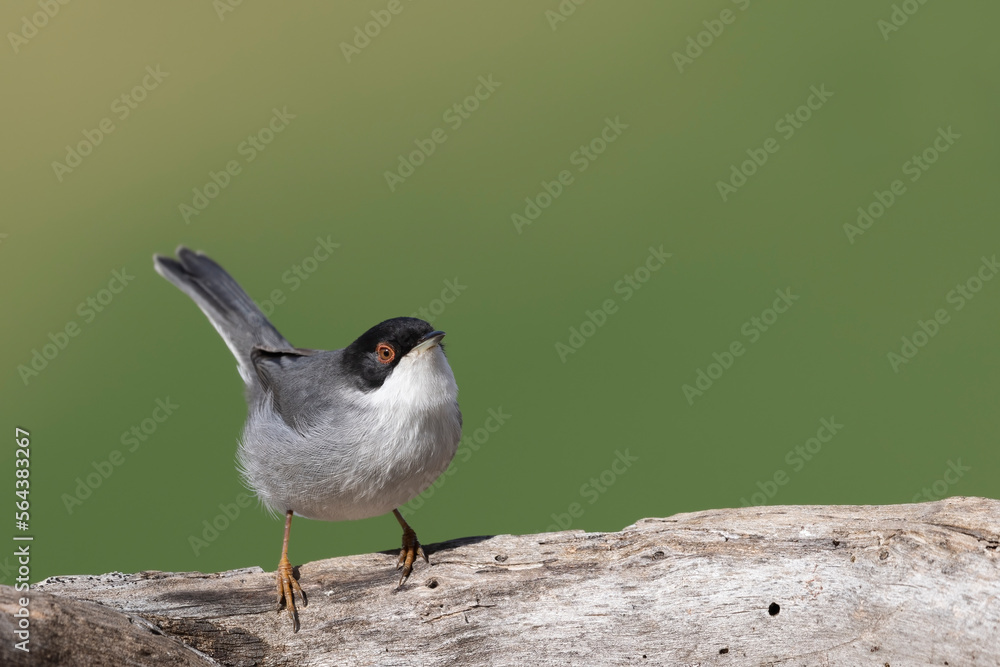 Fototapeta premium Sardinian warbler male (Sylvia melanocephala)