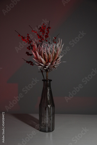 Minimalistic wild protea African flower in a glass vase with nuance rose light and reflections on a dark background.