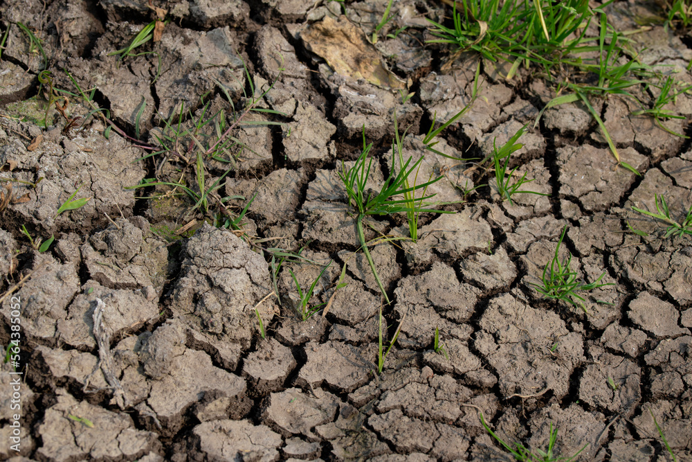 plant in the ground plant in the ground