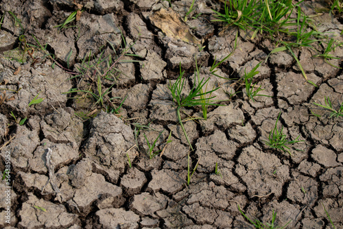 plant in the ground