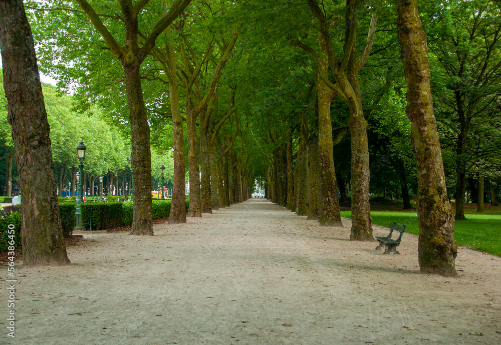 A row of trees with a bench in a park during the summer in the city of Brussels