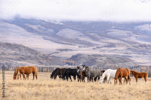 Wild herd of horses grazing on countryside autumn field searching for feed. Bred different animals walking together sniffing and eating dry grass in the mountains against a cloudy sky. Altai