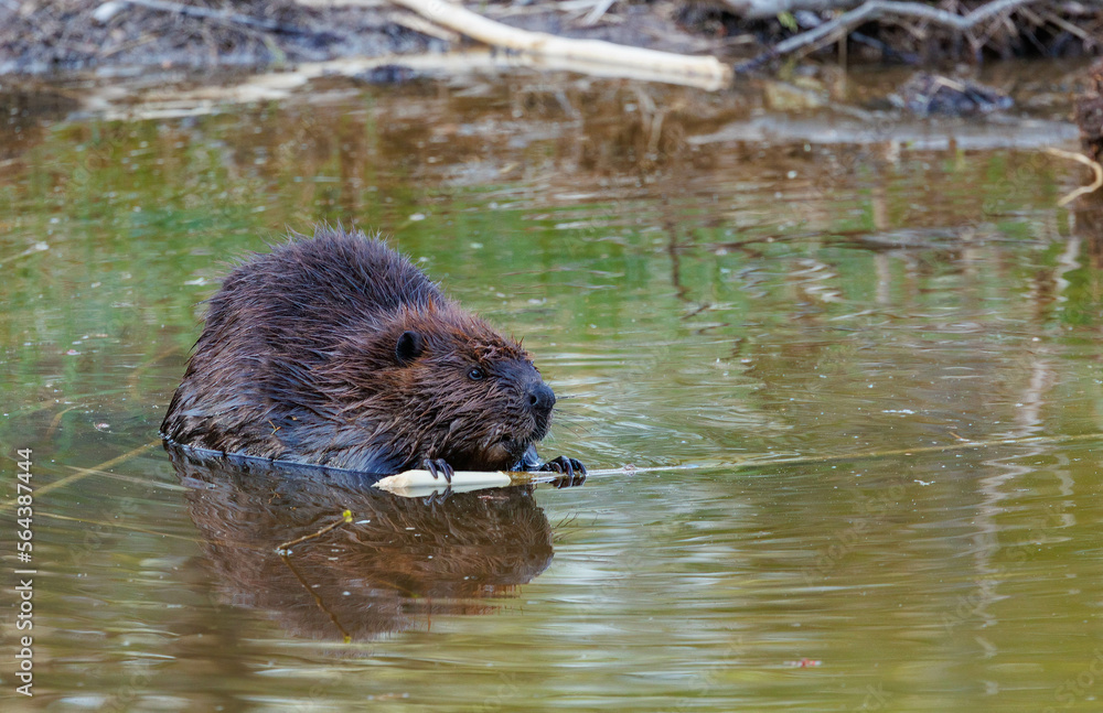 Wild beaver in river wilderness Wild beaver in river wilderness