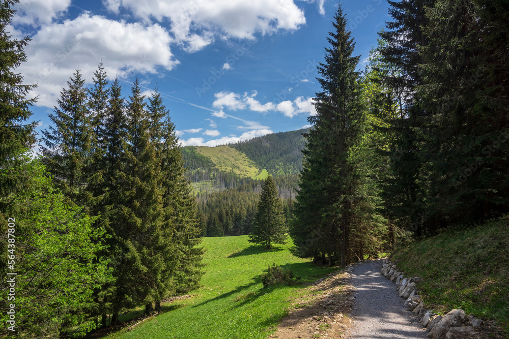Fototapeta premium Kalatowki Glade scenic place of Western Tatra Mountains.