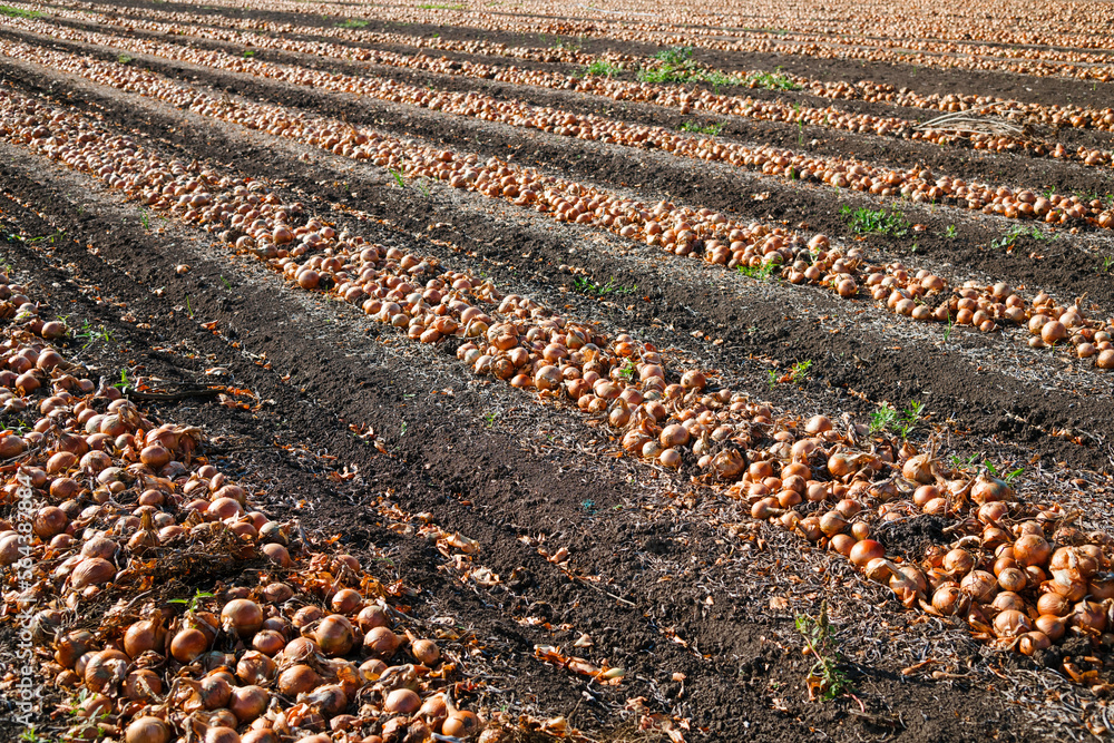 Fototapeta premium Harvesting onions. Onions on an agricultural field in a line are ready for harvesting with the help of an agricultural combine