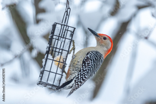 Red breasted woodpecker feeding from suet feeder on snowy winter day