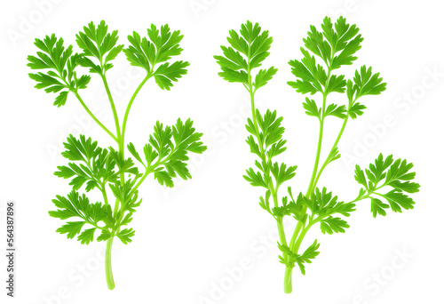 Parsley herb isolated on white background