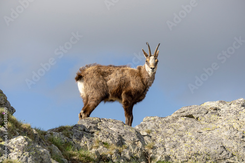A chamois on a rock. Tatra Mountains.