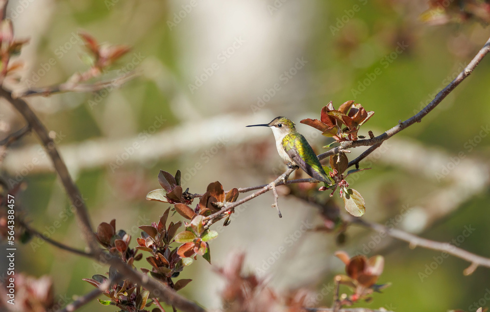 Female Ruby-throated Hummingbird on tree branch Female Ruby-throated Hummingbird on tree branch