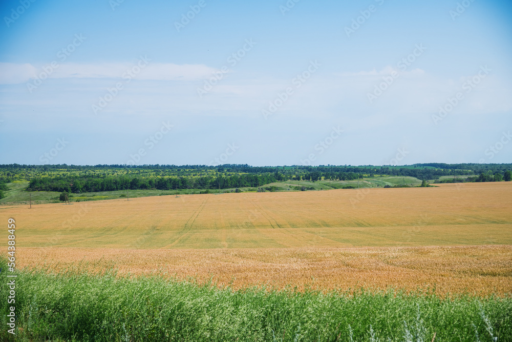 Obraz premium Field of golden wheat on a summer day