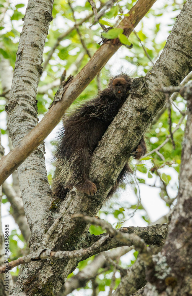 Porcupine in tree top branches 