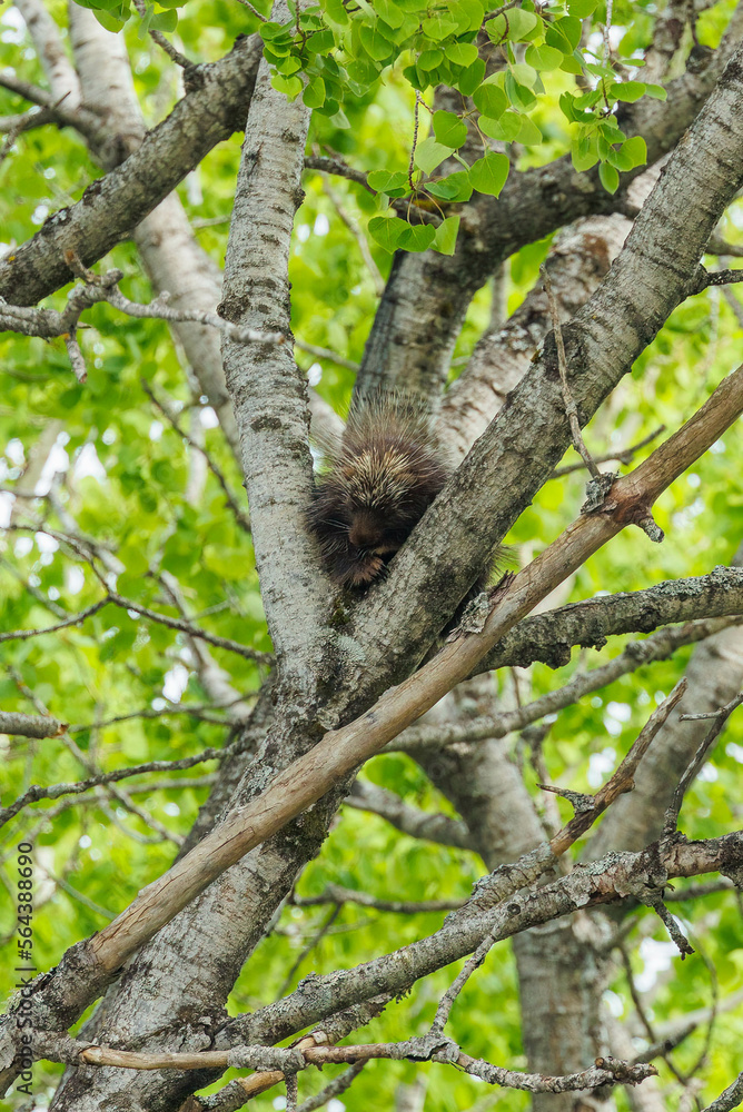 Porcupine in tree top branches Porcupine in tree top branches
