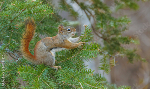 Red fox squirrel eating berries in tree © Jen