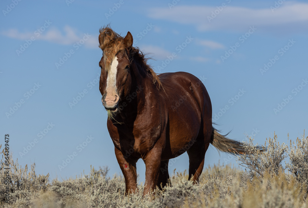 Wild Horse in Autumn in the Wyoming Desert Wild Horse in Autumn in the Wyoming Desert