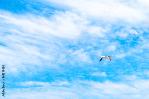 gaviota volando en un cielo celeste con nubes