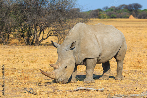 White rhino in natural habitat in Waterberg Plateau National Park in Namibia.