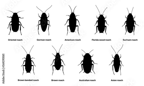 Cockroach silhouette, insect roach and bug species, vector. Biology or zoology and pest animal creatures, American and Australian brown roach or Surinam and Asian cockroaches