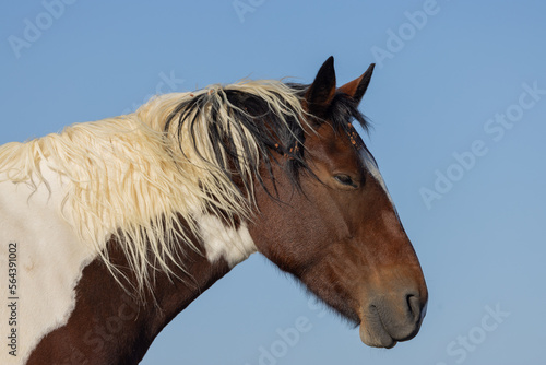 Wild Horse in the Wyoming Desert in Autumn