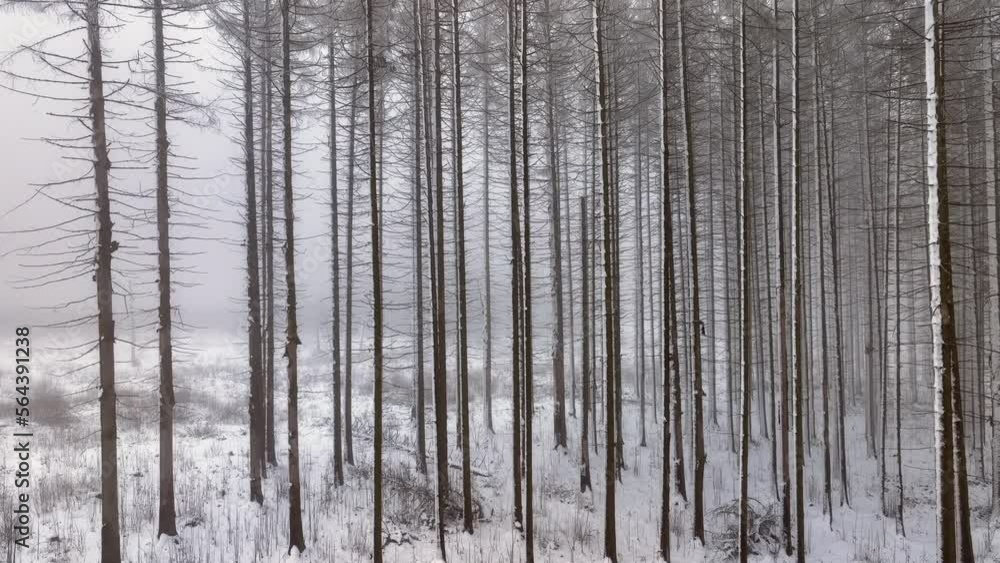 Waldsterben, durch Borkenkäfer und Trockenheit abgestorbener Fichtenwald im Winter